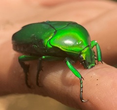 Heterorrhina elegans