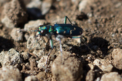 Cicindela depressula