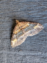 Epyaxa lucidata
