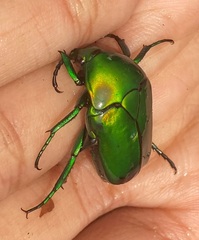 Heterorrhina elegans