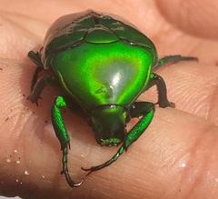 Heterorrhina elegans