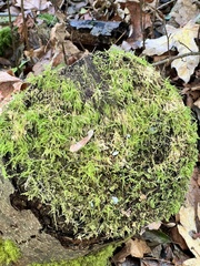Kindbergia praelonga