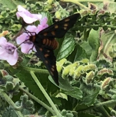 Amata phepsalotis