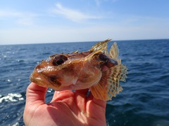 Myoxocephalus octodecemspinosus