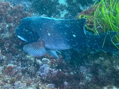 Bodianus pulcher