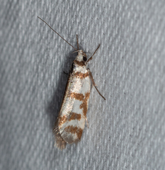 Philobota impletella