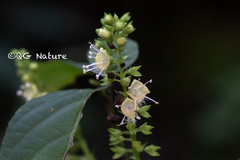 Collinsonia sinensis