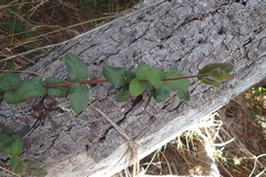 Lonicera hispidula