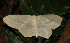 Scopula perlata