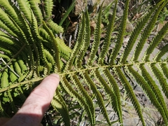 Thelypteridaceae