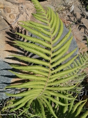 Thelypteridaceae