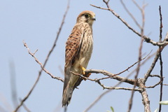 Falco tinnunculus