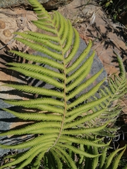 Thelypteridaceae