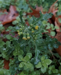 Senecio vulgaris