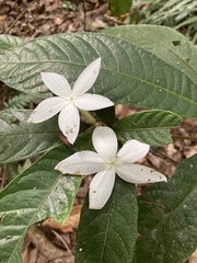 Atractocarpus hirtus