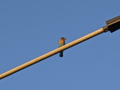 Coracias benghalensis