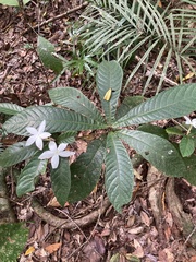 Atractocarpus hirtus