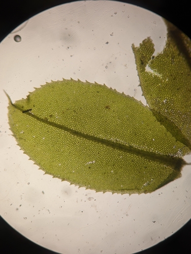 Image of Plagiomnium ciliare by (c) Zihao Wang, some rights reserved (CC BY)