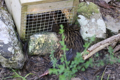 Gallirallus australis australis