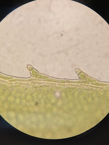 Image of Plagiomnium ciliare by (c) Zihao Wang, some rights reserved (CC BY)