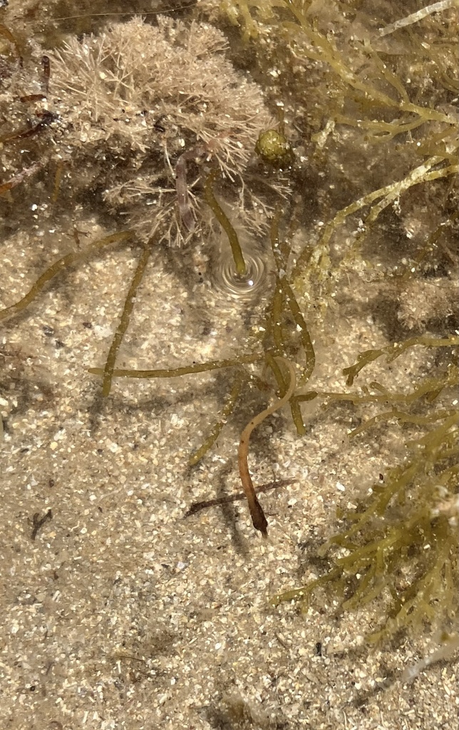 Western Crested Pipefish From Holdfast Bay, Kingston Park, Sa, Au On 