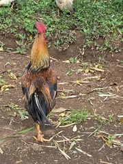 Gallus