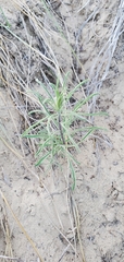 Erigeron blochmaniae