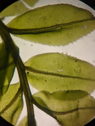 Image of Plagiomnium ciliare by (c) Zihao Wang, some rights reserved (CC BY)