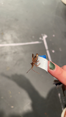 Leptoglossus occidentalis