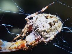 Neoscona menghaiensis