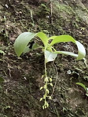 Liparis elliptica