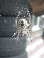 Araneus cavaticus