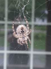 Araneus cavaticus