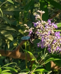 Xylocopa sulcatipes