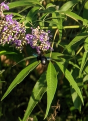 Xylocopa sulcatipes