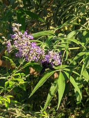 Xylocopa sulcatipes
