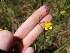 Ranunculus multifidus image