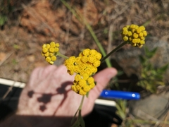 Nidorella