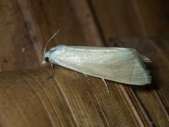 Scirpophaga