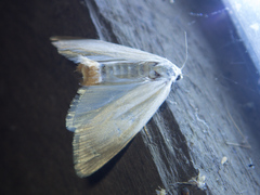 Scirpophaga