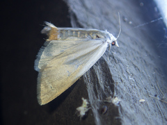 Scirpophaga
