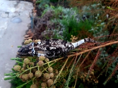 Bradypodion damaranum