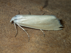 Scirpophaga