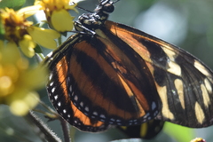 Eueides isabella eva