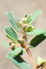 Euphorbia glyptosperma - Photo (c) Matthias Buck, algunos derechos reservados (CC BY-NC), subido por Matthias Buck