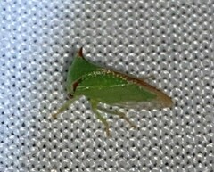 Stictocephala militaris