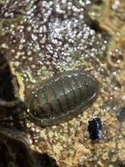 Ischnochiton australis