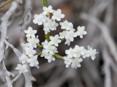 Platysace compressa