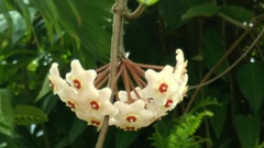 Angiospermae