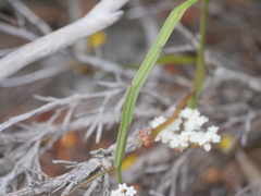 Platysace compressa